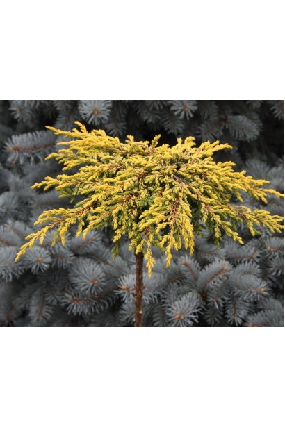 Ялівець сланкий Голдшатц щеплений на штамбі 